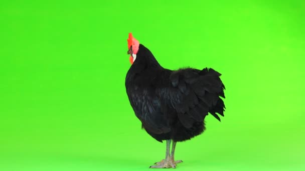 Pollo Una Pantalla Verde — Vídeo de stock