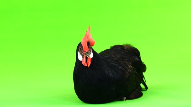 Курица Сидит Зеленом Экране — стоковое видео