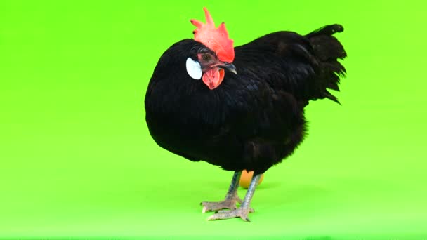 Gallina Huevo Una Pantalla Verde — Vídeos de Stock