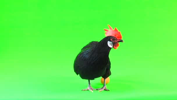 Gallina Huevo Una Pantalla Verde — Vídeos de Stock