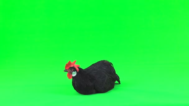 Chicken Carries Egg Green Screen — Stock Video