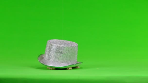 Conejo Sombreros Cadera Una Pantalla Verde — Vídeos de Stock