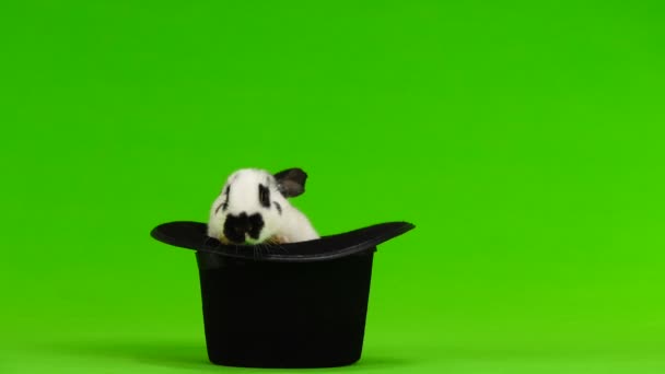 Tavşan Hip Şapka Yeşil Bir Ekran Üzerinde — Stok video