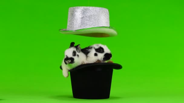 Due Cappelli Coniglio Uno Schermo Verde — Video Stock
