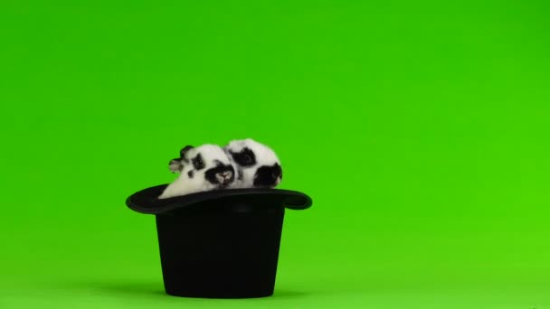 Iki Tavşan Hip Şapka Yeşil Bir Ekran Üzerinde — Stok video