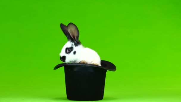 Rabbit Hip Hats Green Screen — Stock Video