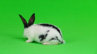 Yeşil ekranda tavşan