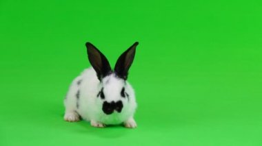 Yeşil ekranda tavşan