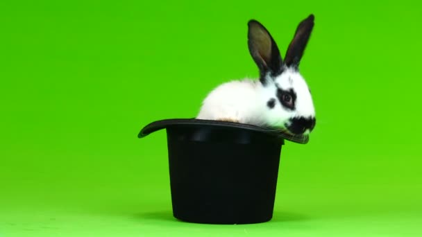 Rabbit Hip Hats Green Screen — Stock Video