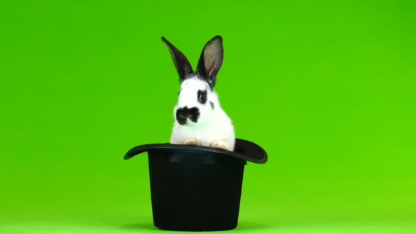 Conejo Sombreros Cadera Una Pantalla Verde — Vídeos de Stock