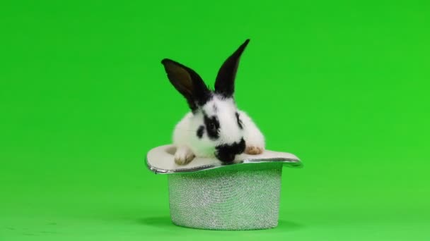 緑色の画面でウサギ ヒップ帽子 — ストック動画