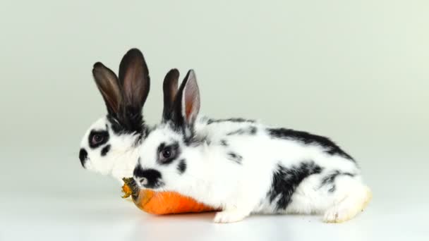 Два Белых Кролика Белом Экране Рядом Морковкой — стоковое видео