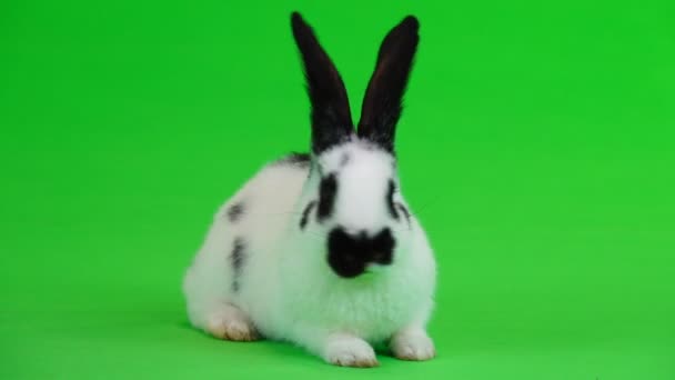 Kaninchen Frisst Heu Auf Grünem Bildschirm — Stockvideo