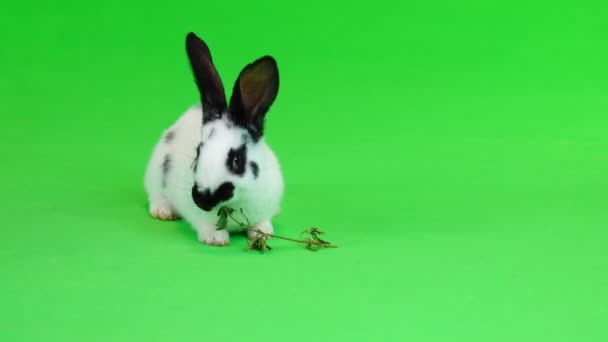 Lapin Mange Foin Sur Écran Vert — Video