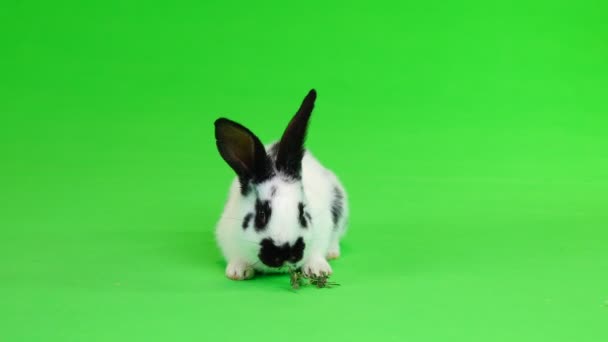 Tavşan Saman Üzerinde Yeşil Bir Ekran Yiyor — Stok video
