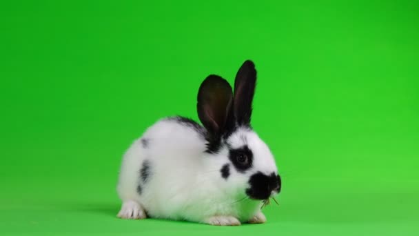 Rabbit Eats Hay Green Screen — Stock Video