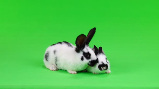 Yeşil Ekranda Iki Tavşan — Stok video