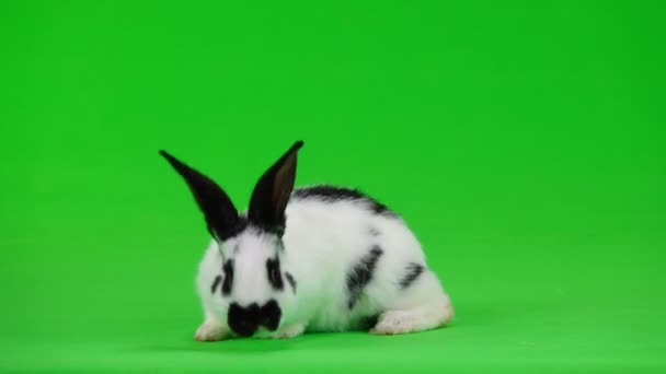 ウサギの緑色の画面で — ストック動画