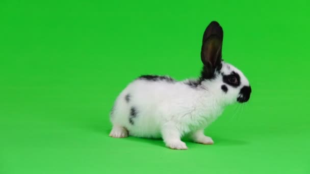 Kaninchen Auf Grünem Bildschirm — Stockvideo