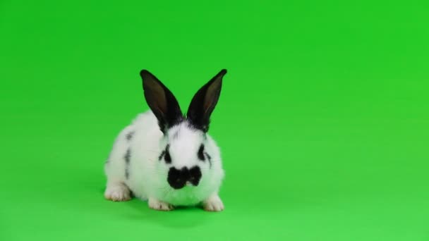 Rabbit Green Screen — Stock Video