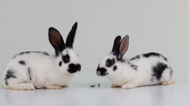 Zwei Kaninchen Fressen Trockenes Gras Auf Einem Weißen Bildschirm — Stockvideo