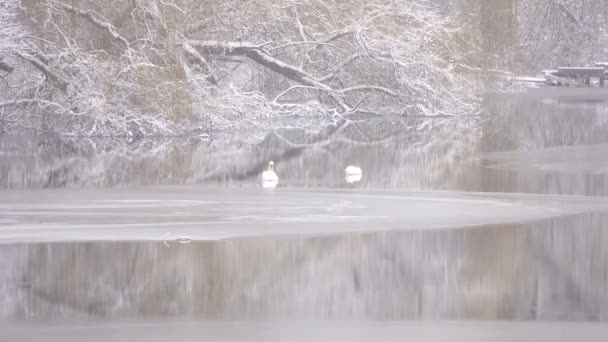 Swan Vintertid Sjön Det Snöar — Stockvideo