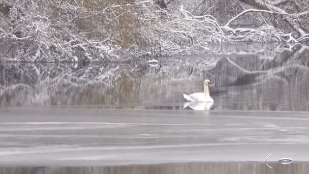 Swan Χειμώνα Στη Λίμνη Χιονίζει — Αρχείο Βίντεο