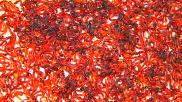 白色背景上的红虫 — 图库视频影像