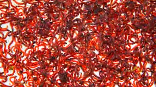 Bloodworm White Background — Stock Video