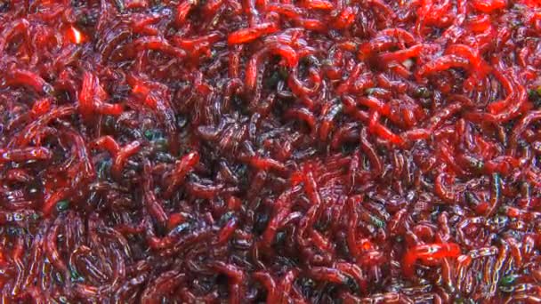 Bloodworm White Background — Stock Video