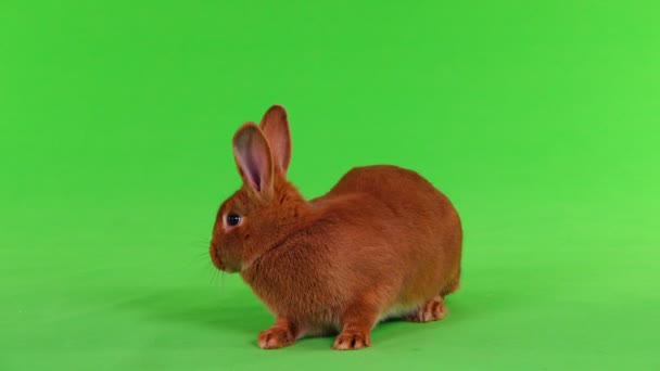 Conejo Seis Meses Pantalla Verde — Vídeos de Stock