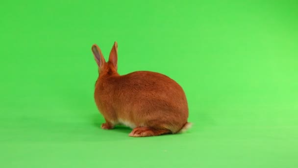 Conejo Seis Meses Mueve Sobre Fondo Verde — Vídeos de Stock