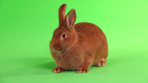 Кролик Півроку Рухається Зеленому Тлі — стокове відео