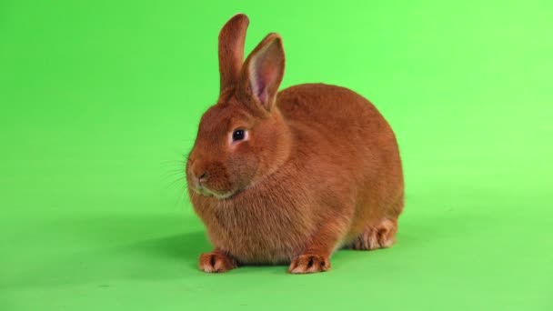 Rabbit Six Months Moves Green Background — Stock Video