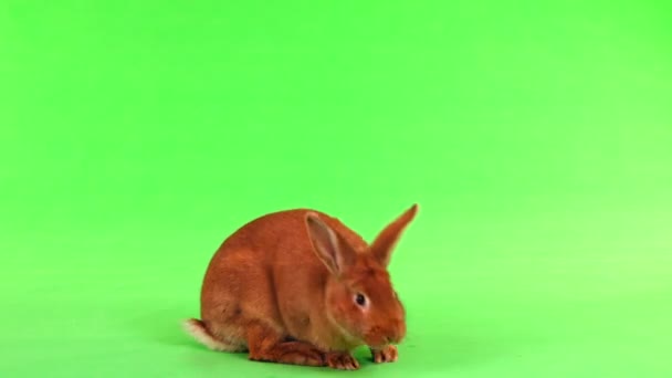 Rabbit Six Months Moves Green Background — Stock Video