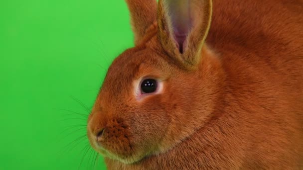 portrét králík (šest měsíců) na zelené obrazovce