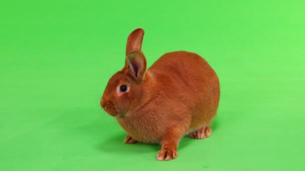 緑色の画面でウサギ — ストック動画