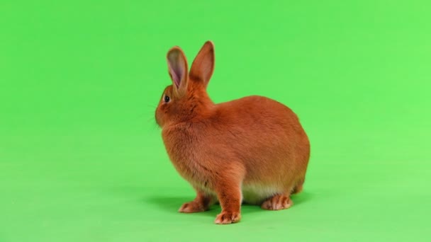 Rabbit Six Months Green Screen — Stock Video