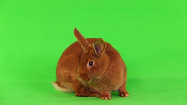 Conejo Seis Meses Pantalla Verde — Vídeos de Stock