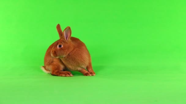 Kanin Sex Månader Grön Skärm — Stockvideo
