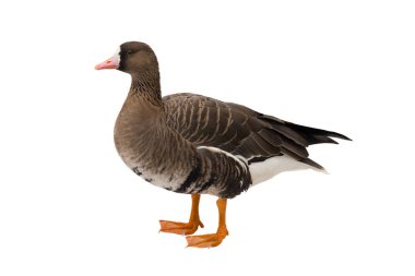 Graylag Goose (Anser anser) clipart