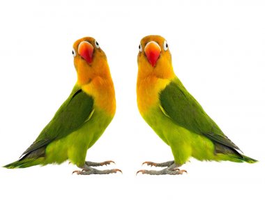  two fischeri lovebirds clipart