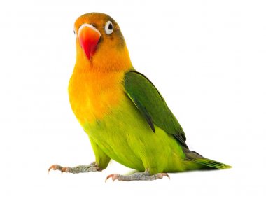  fischeri lovebird parrot  clipart