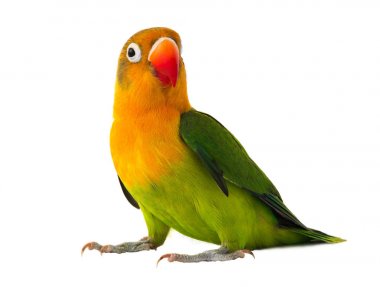  fischeri cennet papağanı papağan 