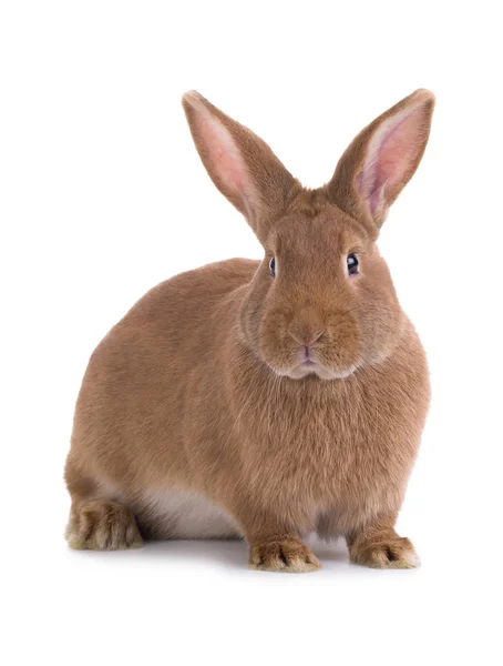 Conejo marrón (seis meses de edad ) — Foto de Stock