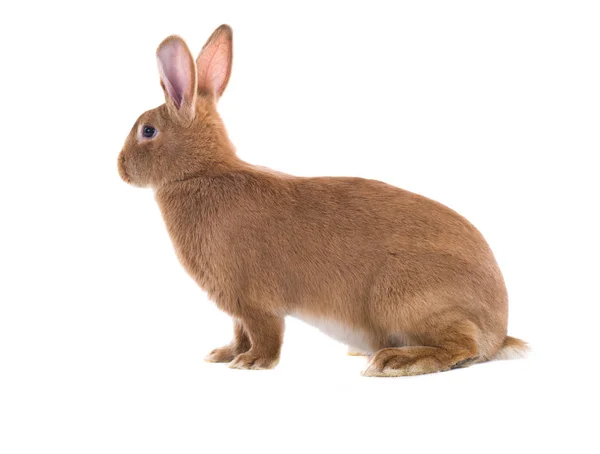 Brown rabbit (six months old) — Stock Photo, Image