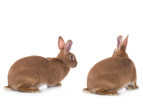 Два коричневых кролика — стоковое фото