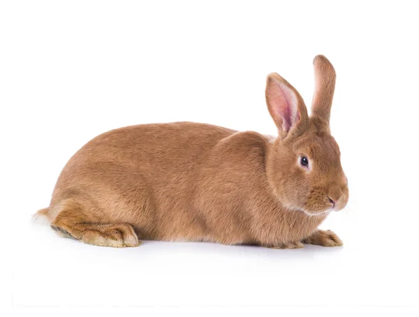 Brown rabbit (six months old) — Stock Photo, Image