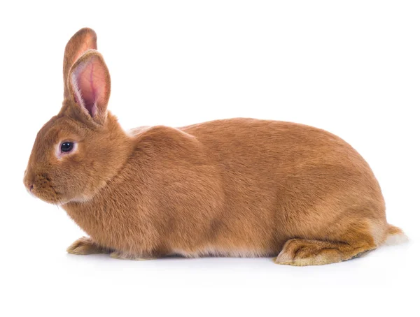 Brązowy królik (sześć miesięcy) — Zdjęcie stockowe