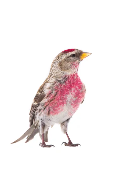 Male Common Redpoll — Stock Photo, Image